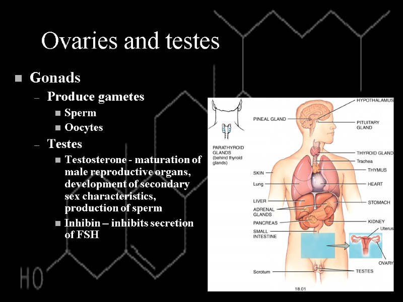 Ovaries and testes Gonads Produce gametes Sperm Oocytes Testes Testosterone - maturation of male